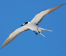 Sooty Tern