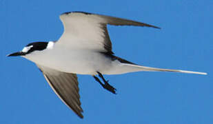 Sooty Tern