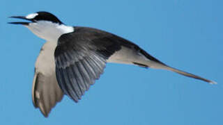 Sooty Tern