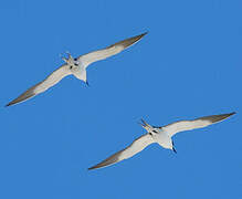 Sooty Tern