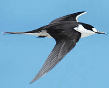 Sooty Tern