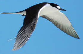 Sooty Tern