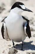 Sooty Tern