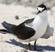 Sooty Tern