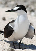 Sooty Tern