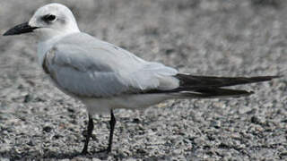 Gull-billed Tern