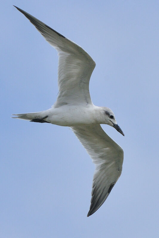 Gull-billed Ternadult post breeding