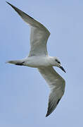 Gull-billed Tern