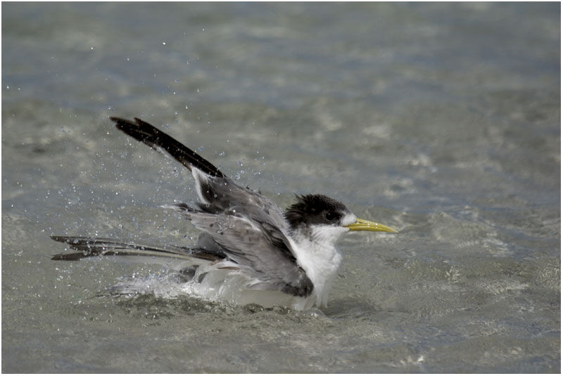 Greater Crested Ternadult post breeding