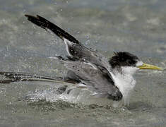 Greater Crested Tern