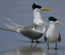 Greater Crested Tern