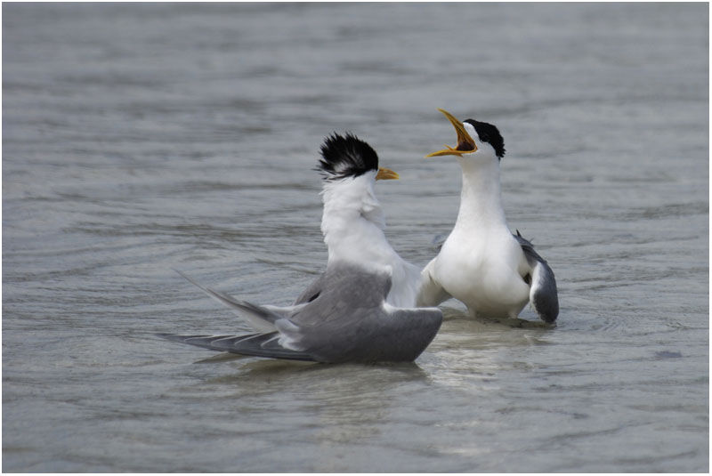 Greater Crested Tern adult breeding