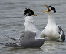 Greater Crested Tern