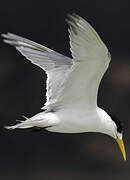 Greater Crested Tern