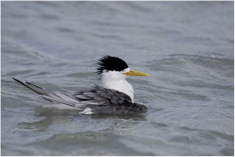 Greater Crested Ternadult breeding