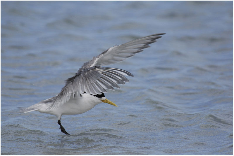 Greater Crested Ternadult breeding