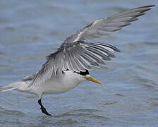 Greater Crested Tern