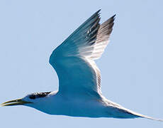 Greater Crested Tern