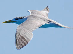 Greater Crested Tern