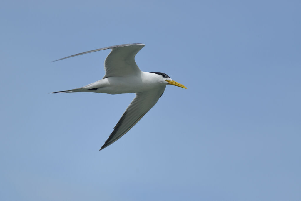 Greater Crested Ternadult, Flight