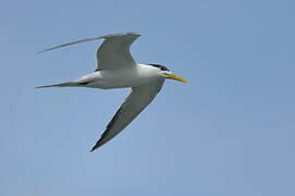 Greater Crested Tern