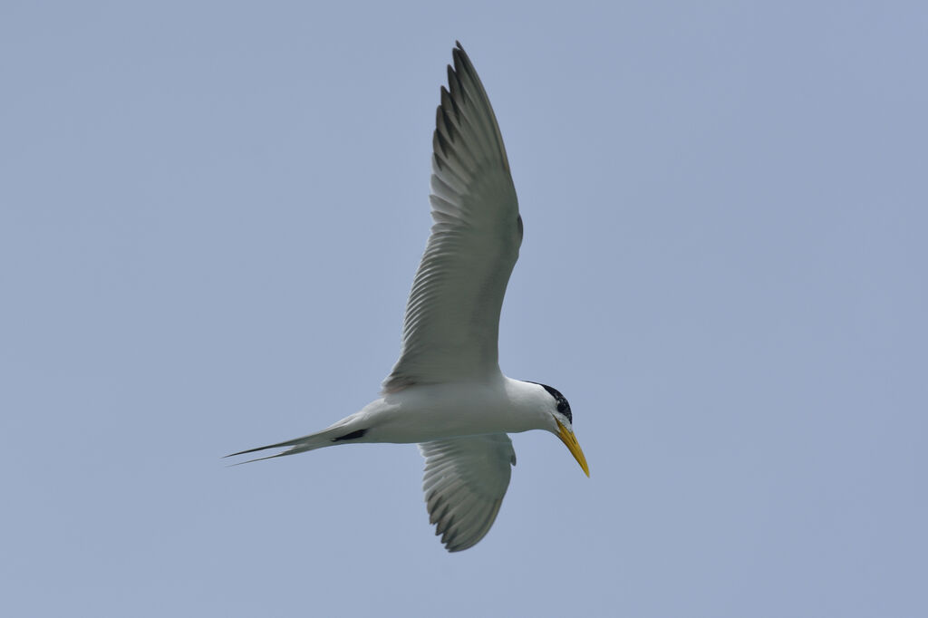 Sterne huppéeadulte, Vol, pêche/chasse