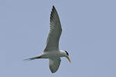 Greater Crested Tern