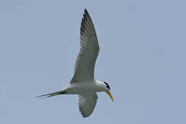 Greater Crested Tern