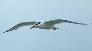 Greater Crested Tern