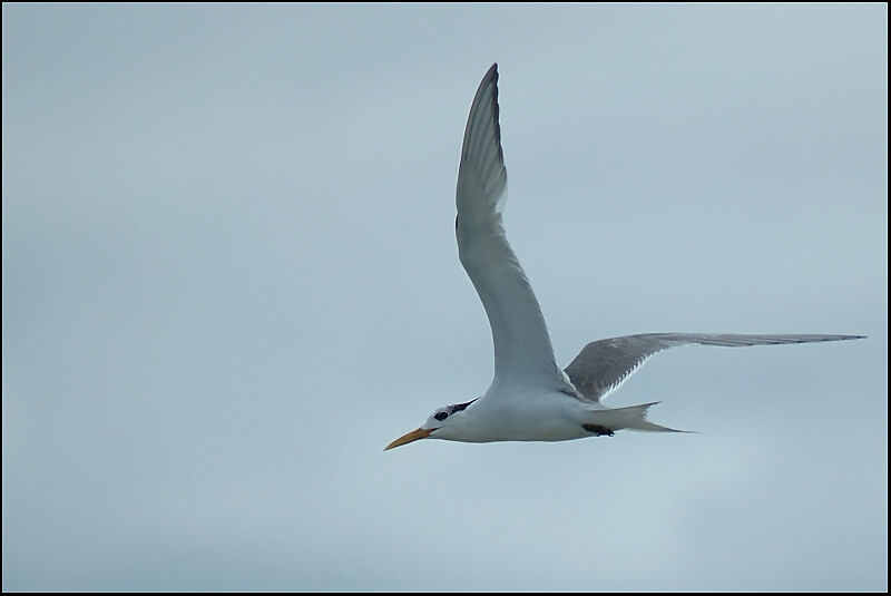 Greater Crested Ternadult post breeding