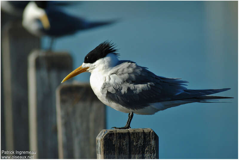 Greater Crested Ternadult breeding, identification