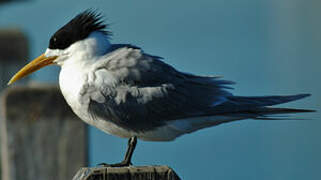 Greater Crested Tern