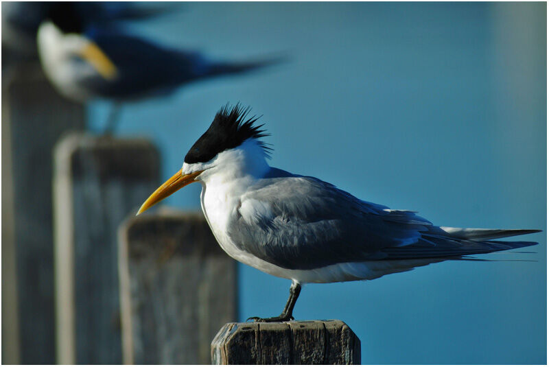 Greater Crested Ternadult breeding