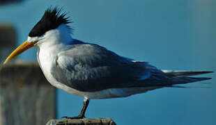 Greater Crested Tern