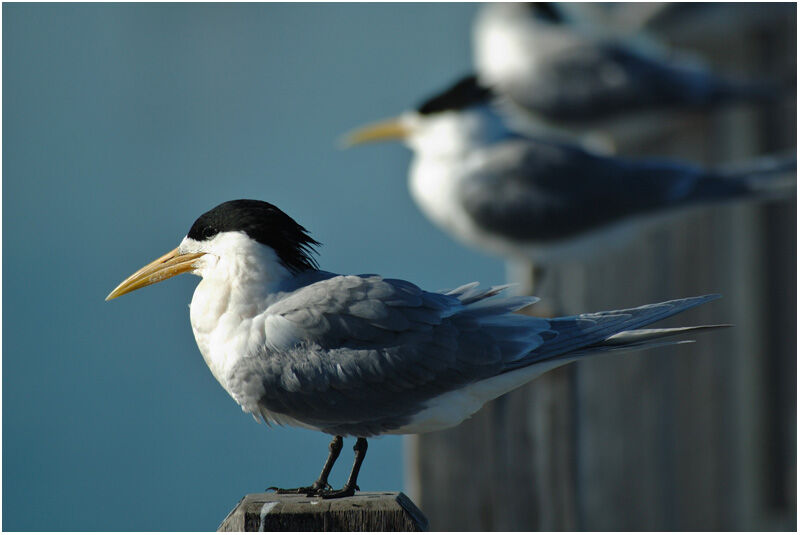 Greater Crested Ternadult breeding