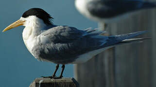 Greater Crested Tern