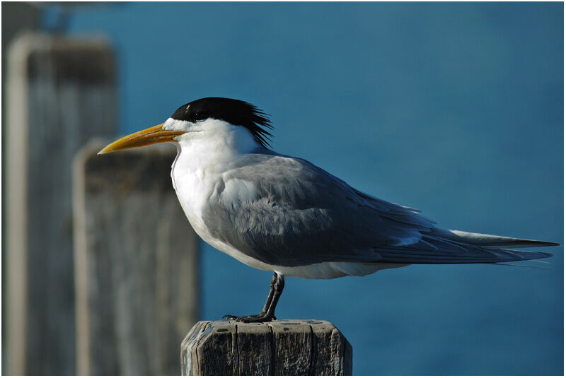 Greater Crested Ternadult breeding