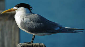 Greater Crested Tern