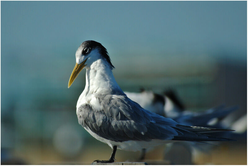 Greater Crested Ternadult post breeding