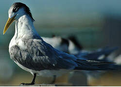 Greater Crested Tern