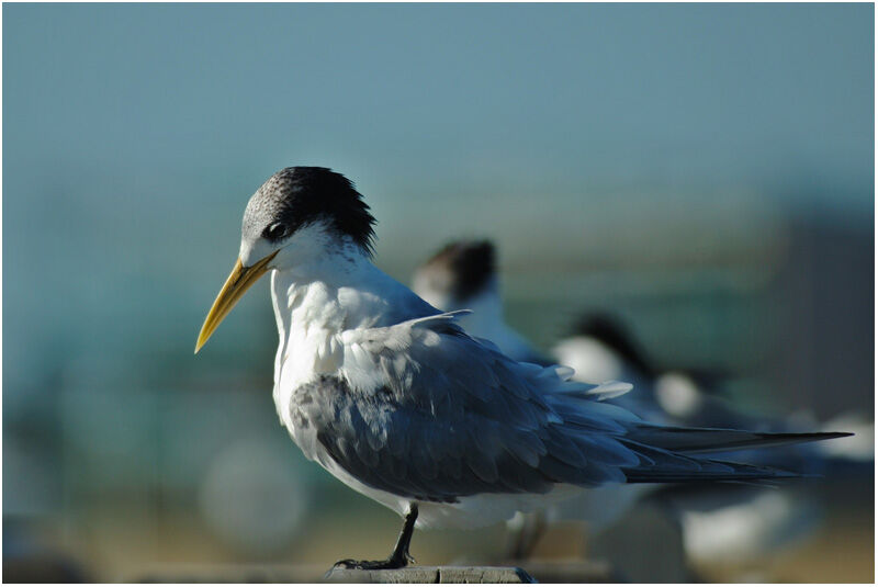 Greater Crested Ternadult post breeding