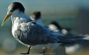 Greater Crested Tern