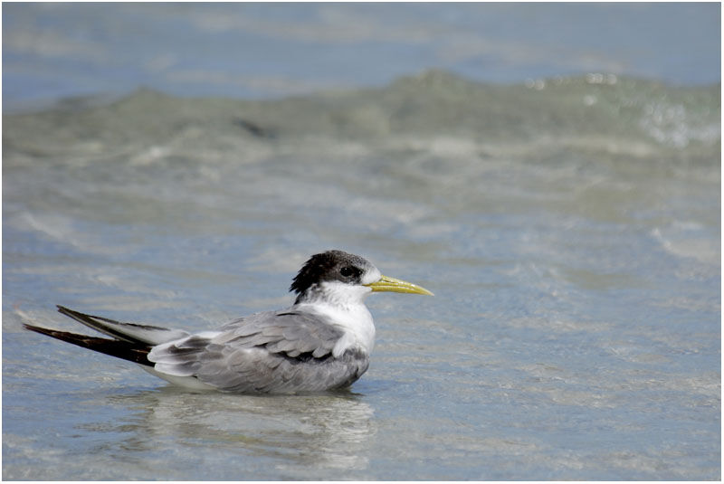 Greater Crested Ternadult post breeding