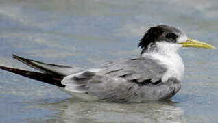 Greater Crested Tern