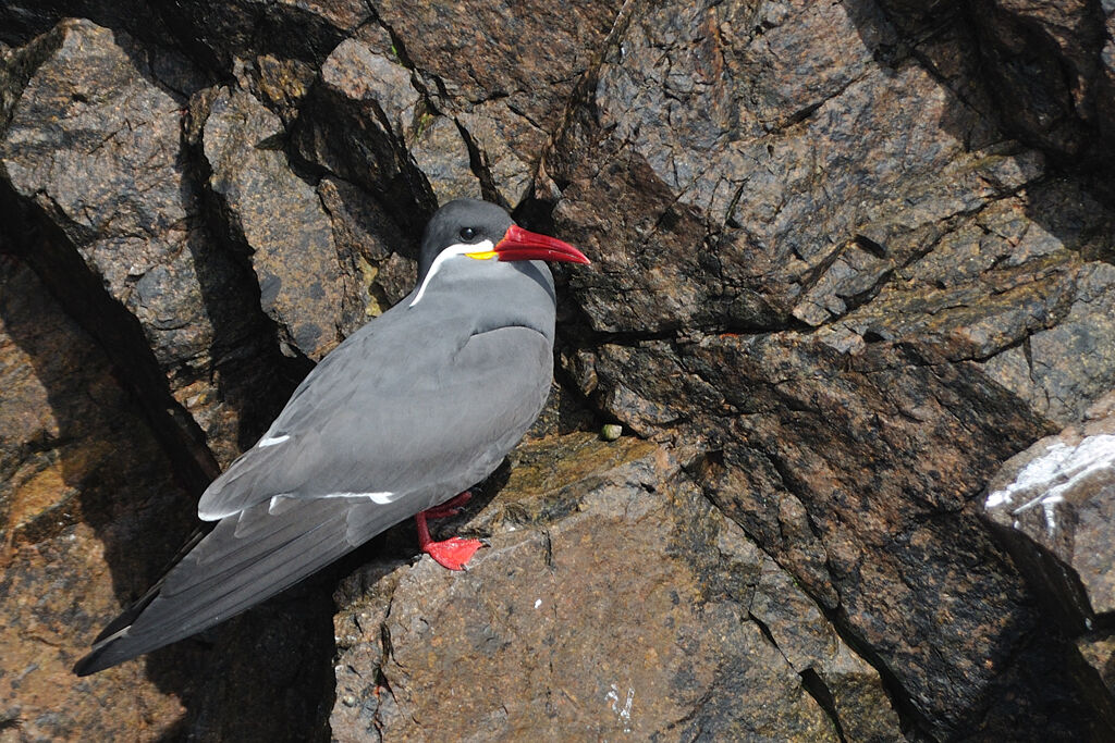 Inca Ternadult, identification