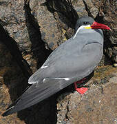 Inca Tern