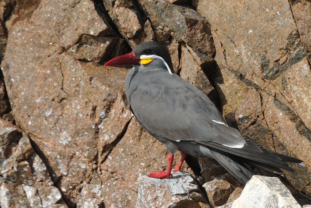 Inca Ternadult, identification