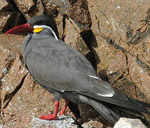 Inca Tern