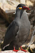 Inca Tern