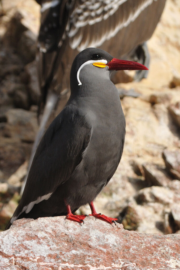 Inca Ternadult, identification